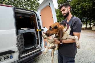 En conflit avec la SPA, la fourrière expédie des chiens en Charente-Maritime