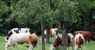 Sundgau. Fièvre catarrhale : une aide exceptionnelle versée aux agriculteurs