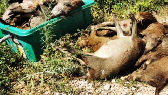 Ils en tuent tellement que ces chasseurs jettent les sangliers à la poubelle... L'association de chasse locale s'indigne