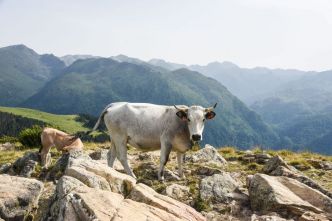 VIDEO. "Elle s'est remise à charger" : poursuivi par une vache, un randonneur coincé près de deux heures sur un pylône électrique