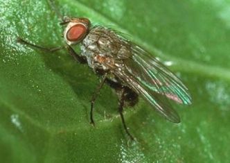 La mouche de la betterave : un ravageur discret mais redoutable au potager