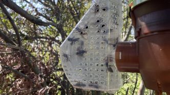Frelon asiatique : résultats contrastés pour la campagne de piégeage 2025 menée par Terre de Provence