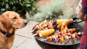 Barbecues d'été : les aliments toxiques pour votre chien ou votre chat