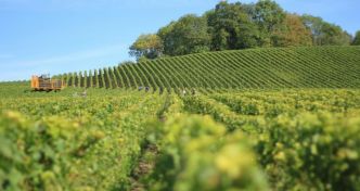 “2024, année terrible pour l’agriculture française” confirme l’Insee