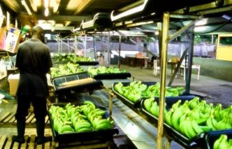 Bananes : les bons chiffres de la CDC et de la CDBM limitent la chute (-2%) des exportations camerounaises