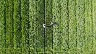 Sources de protéines, écologiques... Les légumineuses vont-elles retrouver le chemin des champs suisses?