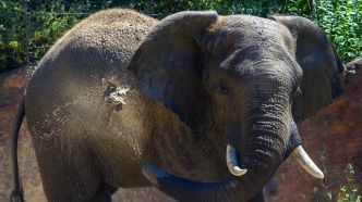 Deux touristes tuées par un éléphant lors d'un safari dans un parc national zambien