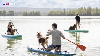 "Un vrai moment convivial" : et si votre chien vous amenait en vacances aux Canidays ? | TF1 INFO