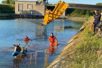 "Il a pris peur et est tombé dans le canal" : les pompiers portent secours à un cheval coincé dans l'eau
