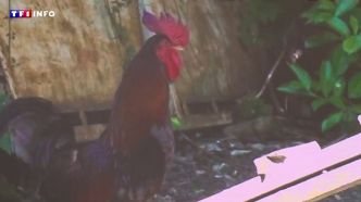 Procès pour nuisances sonores : accusé de chanter trop fort, le coq Rico tué par un renard avant le jugement | TF1 INFO