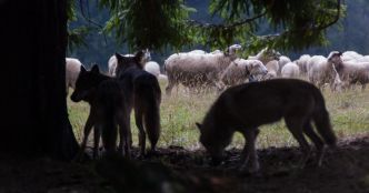 La phrase du jour : "On ne va pas laisser le loup se développer là où il y a du pastoralisme"