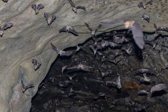 La découverte de 20 nouveaux virus, dont deux mortels, chez des chauves-souris en Chine inquiète