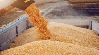 Siliana : Plus d'un million de quintaux de céréales collectés