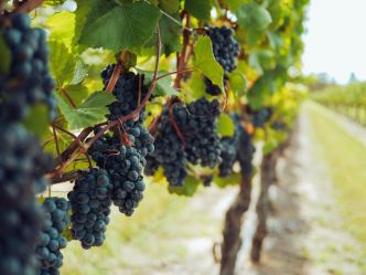Itinéraire de 3 jours dans le Médoc : entre vignobles, villages et plages sauvages