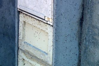 "Ces bêtes ne sont pas gênantes mais curieuses", des insectes non identifiés ont envahi un quartier d'une grande ville du sud