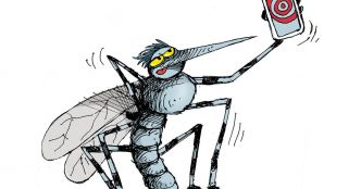 Ils larguent des moustiques par hélicoptère pour sauver les oiseaux chanteurs