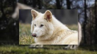 La résurrection du loup terrible ? Des créatures hybrides grandissent à une vitesse folle
