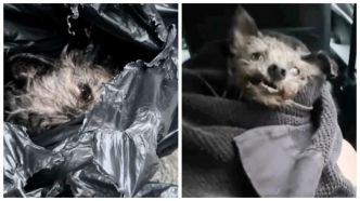 Elle trouve un chien avec la mâchoire brisée, enfermé dans un sac-poubelle jeté dans une benne à ordures