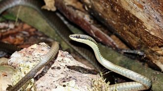Australie : un vol retardé de deux heures à cause d'un serpent repéré dans la soute
