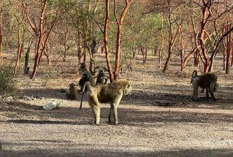 Tchad - Tourisme / Les babouins de Zakouma : Des rencontres insolites et divertissantes au cœur du parc national