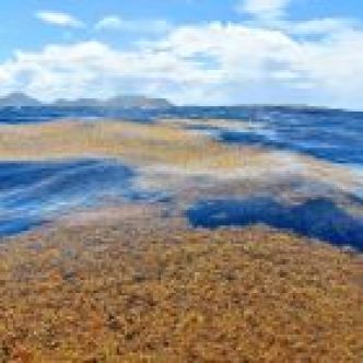 ⛱️ Pourquoi des algues brunes envahissent-elles les plages ? Le mystère des sargasses
