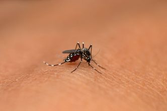 Cas autochtone de Chikungunya en Gironde : les mesures prises par l'ARS de Nouvelle-Aquitaine