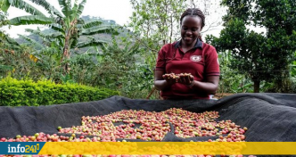 L'Ouganda domine le marché africain du café avec une hausse record de ses exportations