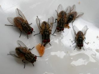 Les mouches n'entreront plus à la maison : cette plante sur le rebord de la fenêtre les fait fuir