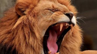 Un lion en cavale attaque une femme et deux enfants dans la rue au Pakistan