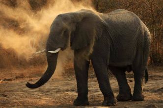 Le safari tourne au cauchemar : deux touristes tuées par un éléphant dans un parc national en Zambie