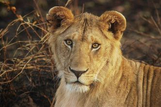 Un lion domestiqué s'échappe et attaque une femme et ses deux enfants dans une rue animée, la scène capturée en vidéo