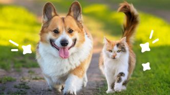La routine bien-être de votre chien avec les aliments complémentaires Zesty Paws