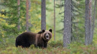 « Son casque de protection n'a pas suffi » : un motard retrouvé mort massacré par un ours en Roumanie