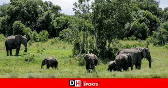 Un éléphant tue deux touristes dans un parc national de Zambie
