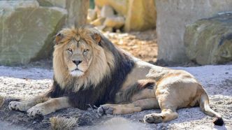 Un lion s'échappe de son enclos et sème la panique dans une ville du Pakistan