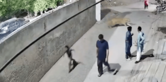 Félin en cavale: Un lion attaque une femme et deux enfants dans la rue au Pakistan