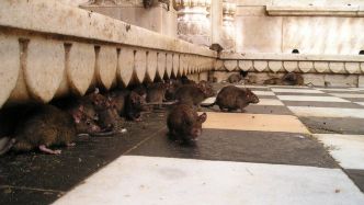 "J'ai sorti 15 rats de ma piscine en un mois"... Infesté depuis des semaines, ce village catalan veut se débarrasser de ses affreux envahisseurs
