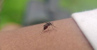 Un enfant de 5 ans touché par le chikungunya dans l'Hexagone, comment reconnaître les symptômes ?