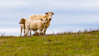 VIDÉO "Je ne prends pas de risque, j'attends" : chargé par une vache en pleine randonnée, il se réfugie pendant près de deux heures sur un pylône