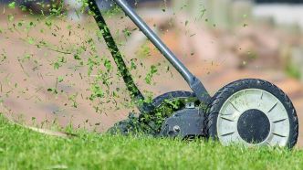 Pelouse parfaite : à quelle fréquence faut-il tondre son gazon ?