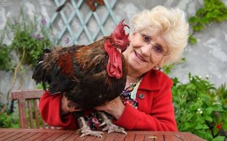 « Une procédurière qui a voulu nous intimider » : la voisine qui se plaignait des chants du coq Ricco condamné pour préjudice moral