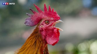 La voisine qui voulait clouer le bec au coq Ricco condamnée pour préjudice moral | TF1 INFO