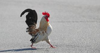 « Ricco avait le droit de chanter » : la voisine qui se plaignait des chants du coq condamnée pour préjudice moral