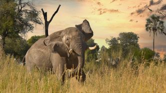 Deux touristes tuées par une éléphante lors d'un safari en Zambie