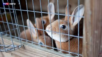 Pourquoi mon lapin ronge-t-il les barreaux de sa cage ? | TF1 INFO