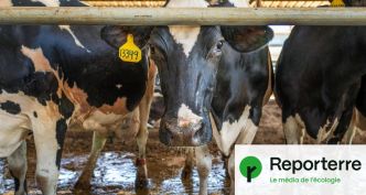 Dans un monde plus chaud, la production de lait devrait diminuer