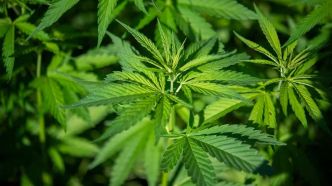 Les clients de la SQDC pourront se procurer du cannabis plus tard en soirée