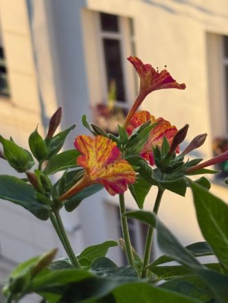 Le retour de la belle de nuit (Mirabilis jalapa) ‘Arlequin'