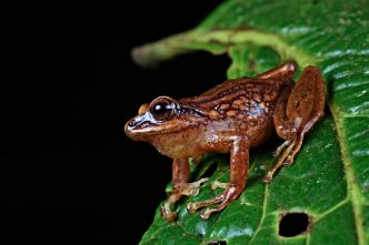 Trois nouvelles espèces de grenouilles découvertes au Pérou