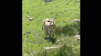 « Elle nous fonce dessus » : un randonneur reste coincé près de deux heures en haut d'un pylône pour échapper à une vache